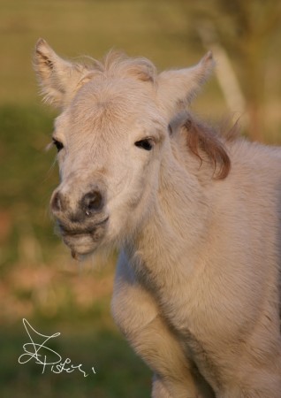 Hoogy z Dubské Hajnice