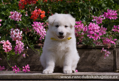 Fannie Rose z Dubské Hajnice CMKU/ACO/7948/25 (slečna oranžovo-žlutá) - rezervace